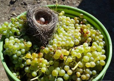 Bird nest in bucket of white Meadowlark Gold grapes - Klickitat Canyon Winery