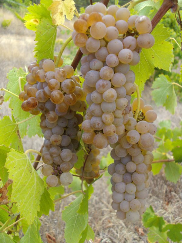 Meadowlark Gold white wine grapes - Klickitat Canyon Winery