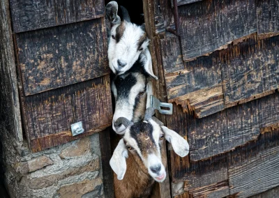 goats-in-a-shed