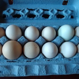 One dozen farm fresh organic eggs