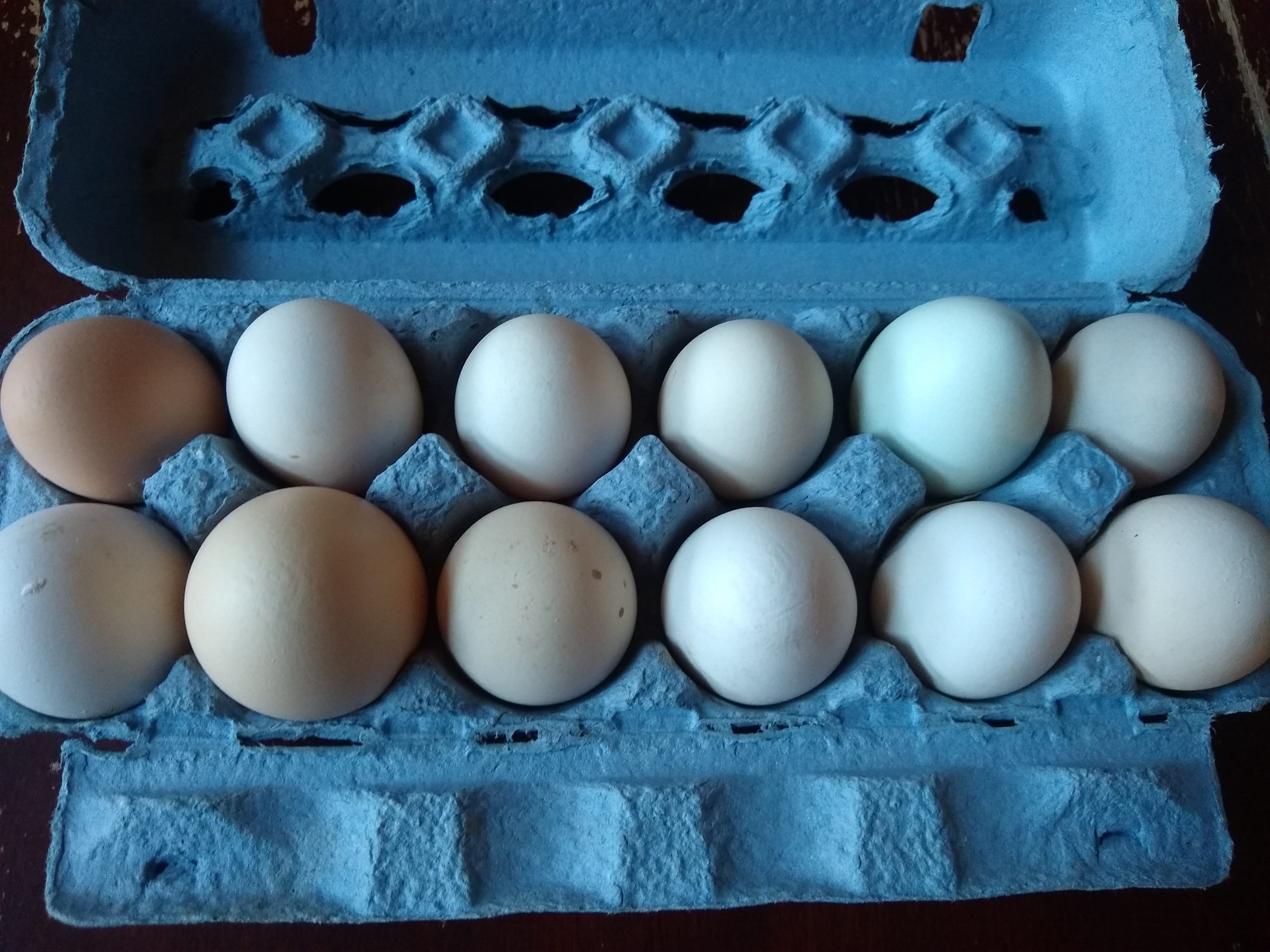 Organic Eggs (Dozen) Klickitat Canyon Winery