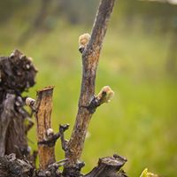Meadowlark Vineyard grape vine budding