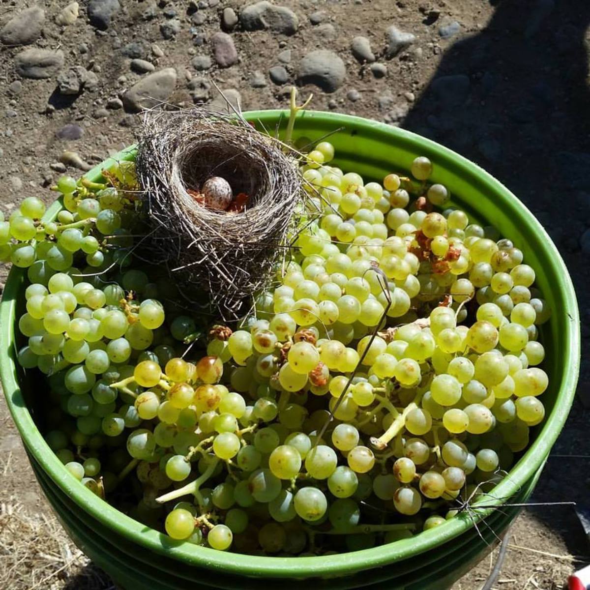 Meadowlark Vineyard white grapes with bird nest