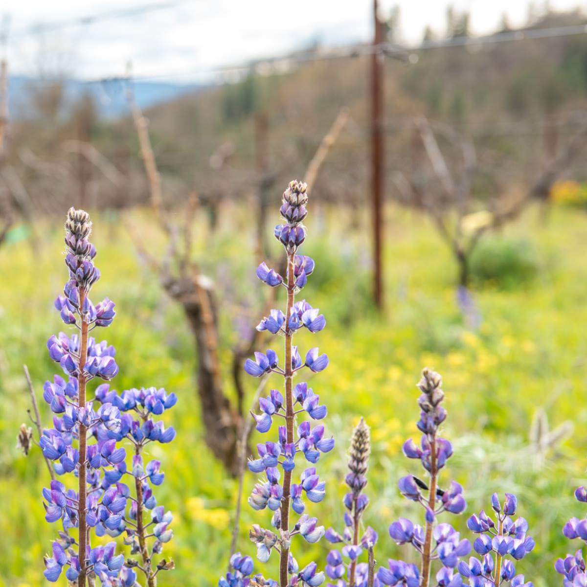 Lupine in Meadowlark Vineyard